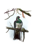Kererū (Wood Pigeon) Art Print