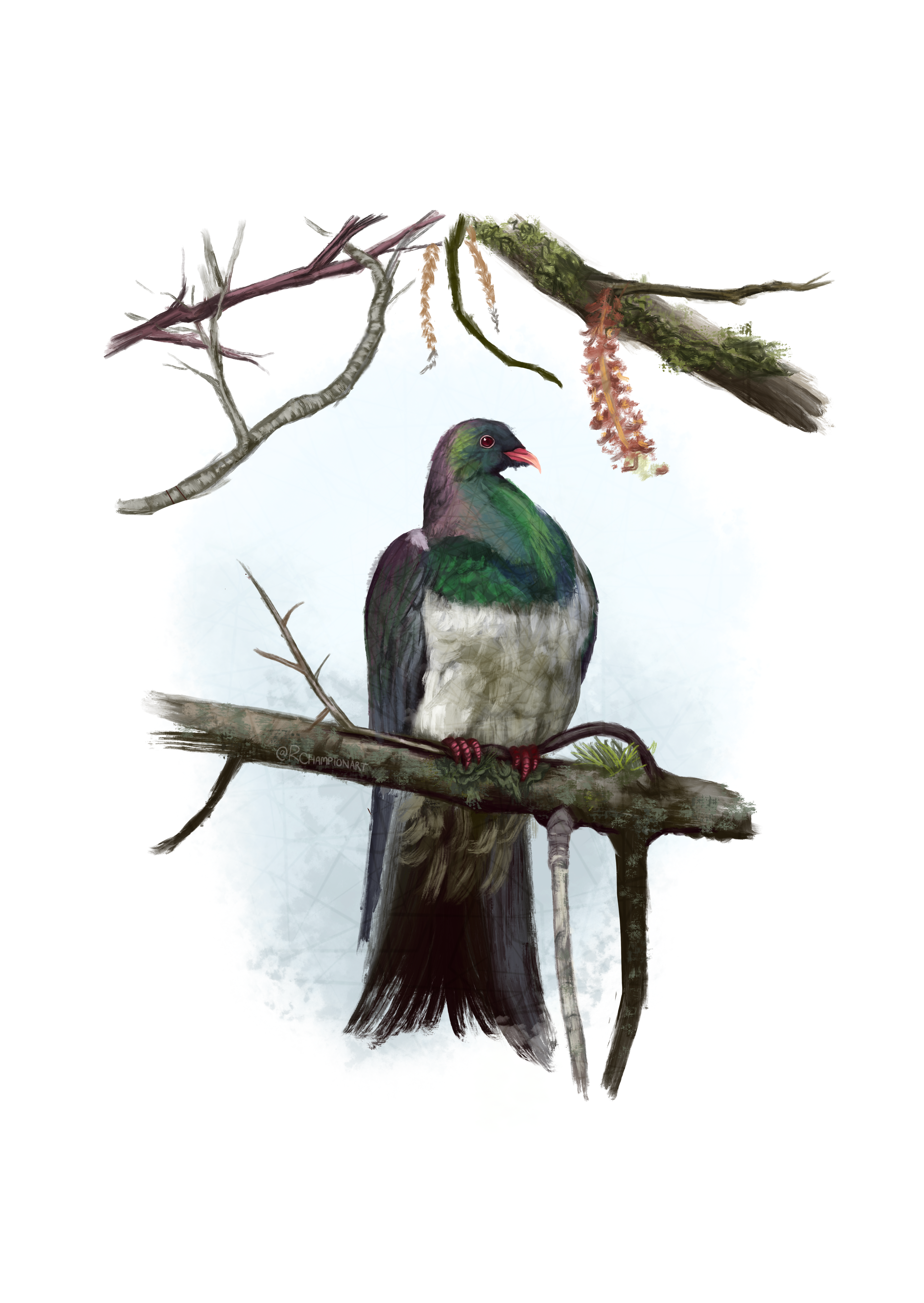 Kererū (Wood Pigeon) Art Print