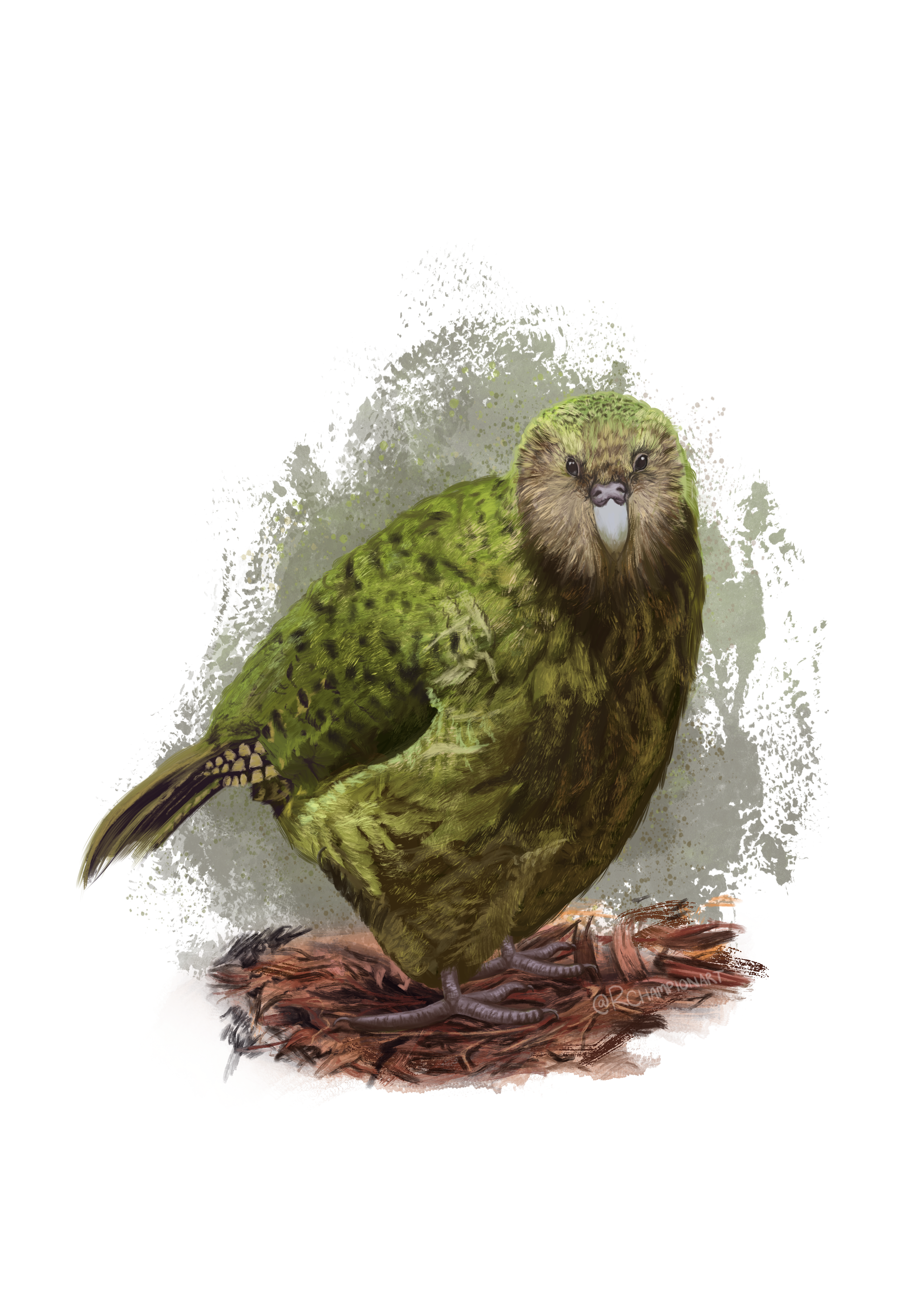Kākāpō Art Print