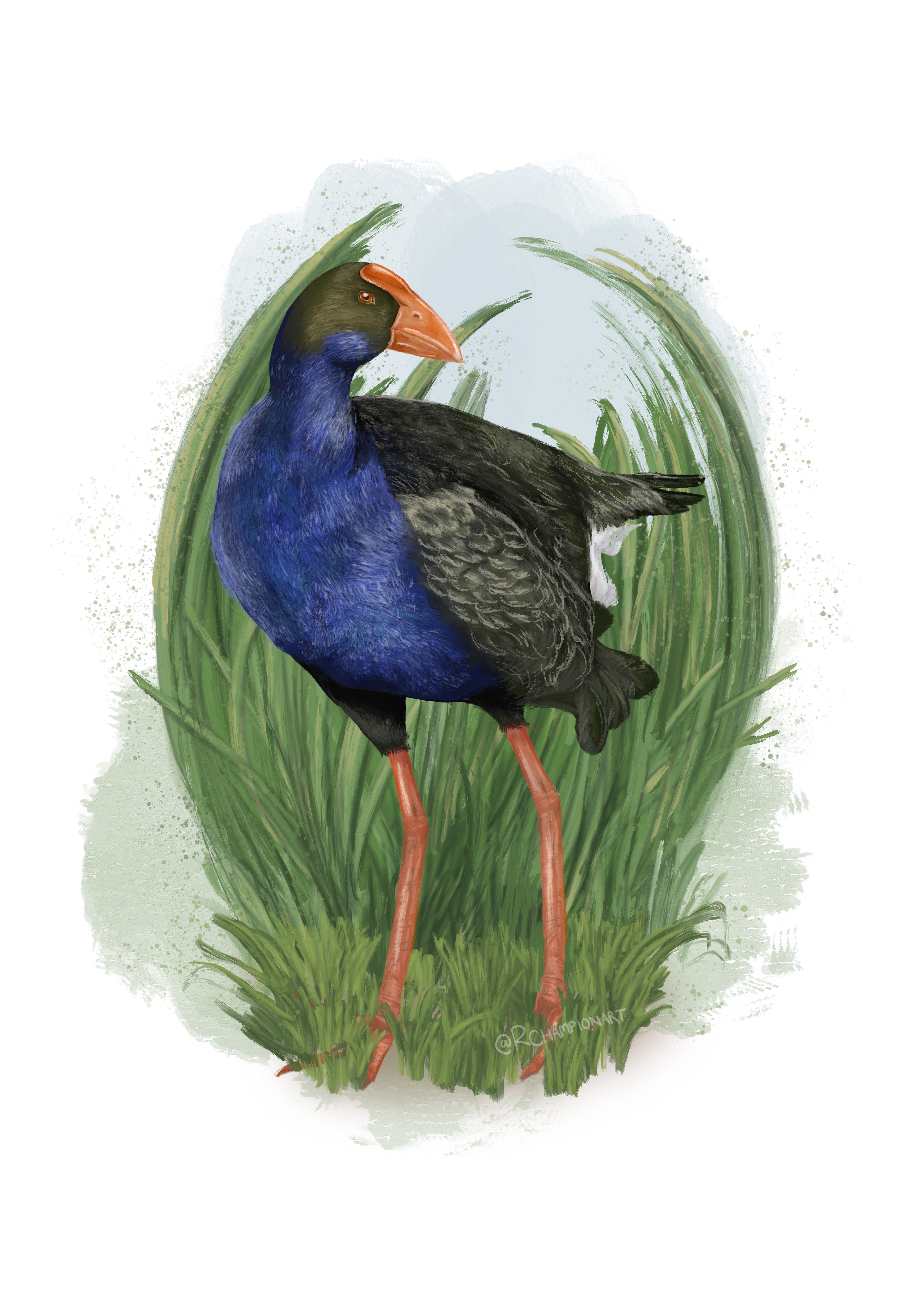 Pūkeko Art Print